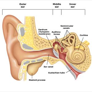 Tinnitus Getting Worse - Tinnitus Adult  All Natural Remedies - An Outline Physicans Refuse To Tell You