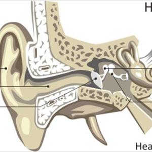 Tinnitus For Weeks - Tinnitus Cure: What